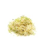 Brotes de alfalfa (bandejita)