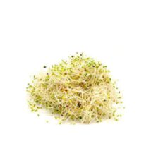 Brotes de alfalfa (bandejita)