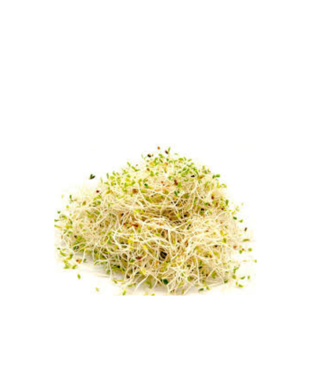 Diseño sin título (5) Brotes de alfalfa (bandejita) - Imagen 1