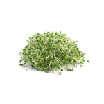 Brotes de alfalfa (bandejita)