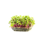 Brotes de rabanito (bandejita)